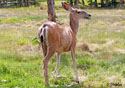 Odocoileus hemionus